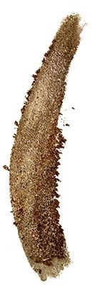 Clarins Sparkle Shadow Clarins Sparkle Shadow